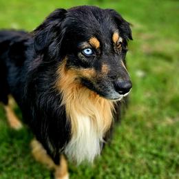 Ares - Australian Shepherd
