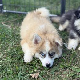 Marshall - Silver and white male Pomsky puppy in Lewiston, Minnesota from Family Pomsky