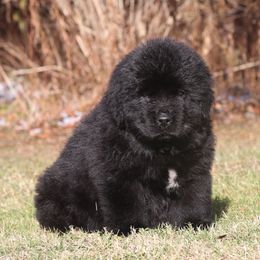 Eve - Black female Newfoundland puppy in Kimball Twp, Michigan from Pine River Newfoundlands