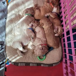 Cocker Spaniel Puppies from Sunshine Cocker Spaniels