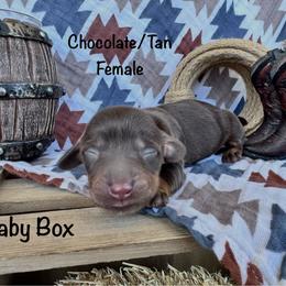BabyBox - Chocolate and tan female Dachshund puppy in Duncan, Arizona from Bootheel Doxies