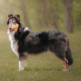 Idina - Collie