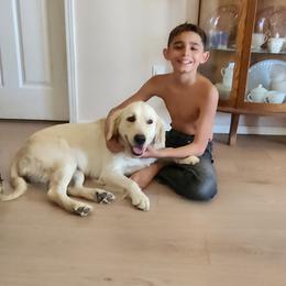 Golden Retriever All Grown Up from Teeter's Desert  Goddess Goldens