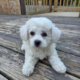 Finley - White male Bichon Frise puppy in Eaton Rapids, Michigan from JMs Bichons