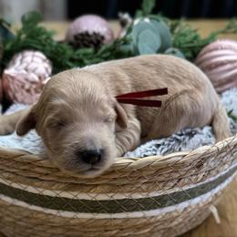 Linus (Red Collar) - Apricot male Goldendoodle puppy in Bay City, Texas from Charming Doods