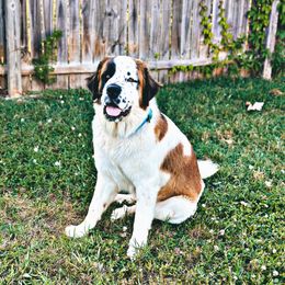 Willa - Saint Bernard