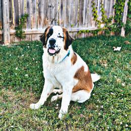 Willa - Saint Bernard