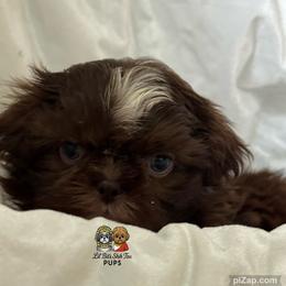 Waffles - Chocolate male Shih Tzu puppy in Walkertown, North Carolina from Lil’ Bit’s Shih Tzu