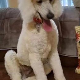 French Bulldogs and Poodles from Johnson Kennels