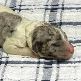 Maie - Parti female Poodle puppy in Chesapeake, Virginia from Doodle-Cove