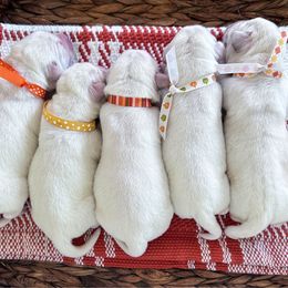 1st pick Female - Yellow female Labrador Retriever puppy in Mt. Vernon, Texas from Bohlken Labradors