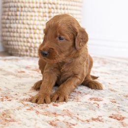 Goldendoodle, Irish Doodle, Labradoodle, and Poodle Puppies from Desert Doodles