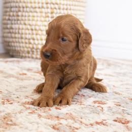 Goldendoodle, Irish Doodle, Labradoodle, and Poodle Puppies from Desert Doodles