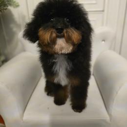 Peony - Sable male Poodle puppy in Washington from Mt.BakerPoodles&Doodles
