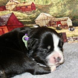 Lori - Black tri female Miniature Australian Shepherd puppy in Ronan, Montana from Dirt Road Aussie’s of Montana