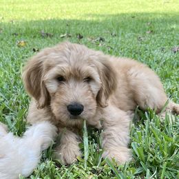 Goldendoodle Puppies from Muddy Acre Pups