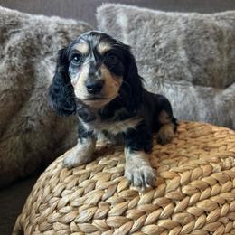 Spanky - Dapple male Dachshund puppy in Moreno Valley, California from rdachshunds
