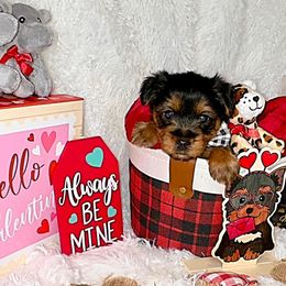 Shorkies and Yorkshire Terriers from Amanda's Yorkies and Shorkies