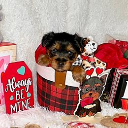 Shorkies and Yorkshire Terriers from Amanda's Yorkies and Shorkies