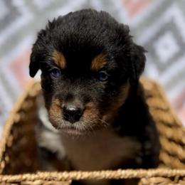 Iris - Black tri-color female Australian Shepherd puppy in Clover, South Carolina from Jo’s Aussies