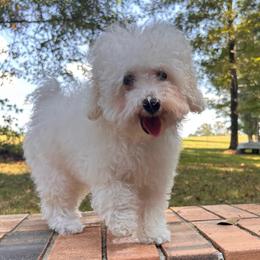 Clara - White female Poodle puppy in Columbus, Mississippi from Rocky Road Kennel