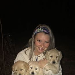Golden Retriever Puppies from Snow Creek Goldens