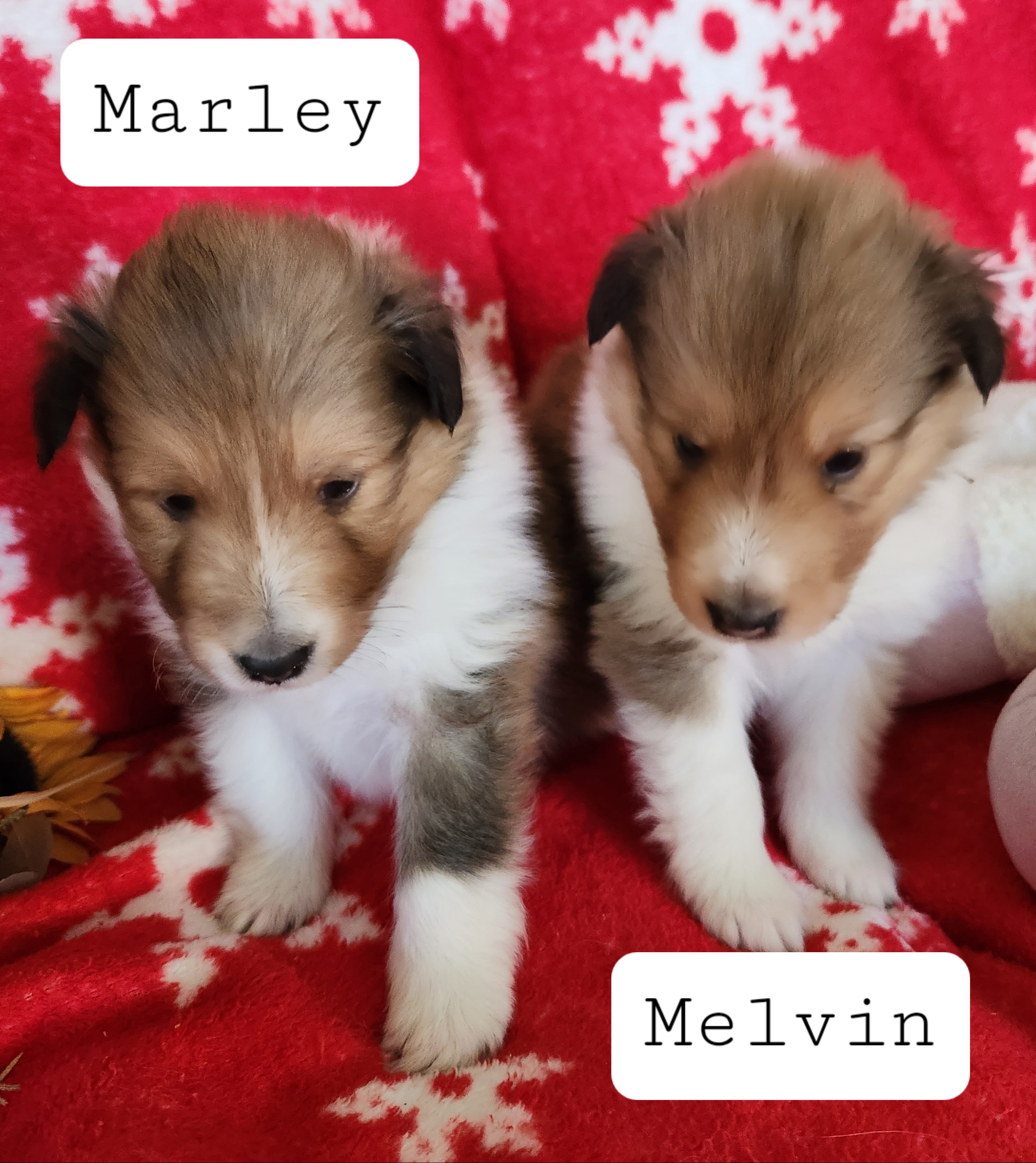 Shetland Sheepdog Puppies from Windsong Shelties