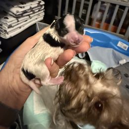 Boy 1 - Parti male Miniature Schnauzer puppy in New Bern, North Carolina from DJS Delightful Miniature Schnauzers