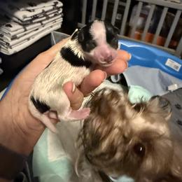 Boy 1 - Parti male Miniature Schnauzer puppy in New Bern, North Carolina from DJS Delightful Miniature Schnauzers