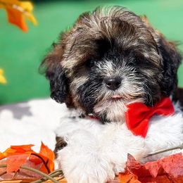 Bernedoodles, Cavalier King Charles Spaniels, Cavapoos, Goldendoodles, and Shihpoos from NC Doodle Puppies