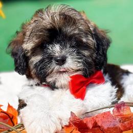 Bernedoodles, Cavalier King Charles Spaniels, Cavapoos, Goldendoodles, and Shihpoos from NC Doodle Puppies