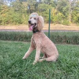Daphne - Poodle