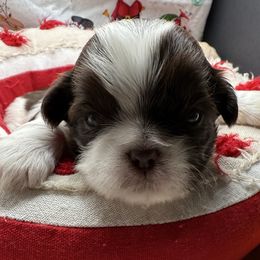Hope - Chocolate female Shih Tzu puppy in Stafford, Virginia from Bayview Pups