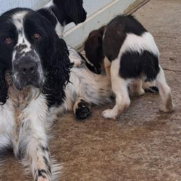 English Springer Spaniels from Springer's Journey Spaniels