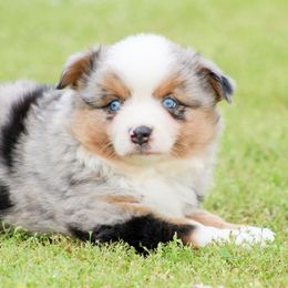 Miniature Australian Shepherds and Toy Australian Shepherds from J and B Mini Aussies