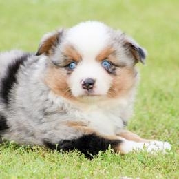 Miniature Australian Shepherds and Toy Australian Shepherds from J and B Mini Aussies