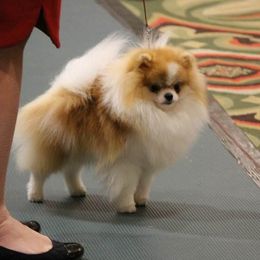 Calib - Pomeranian