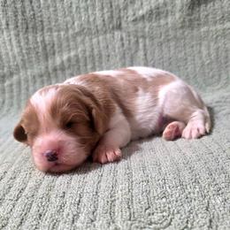 Bernard - Blenheim male Cavalier King Charles Spaniel puppy in Pennsylvania from Julie's Cavalier King Charles Spaniels