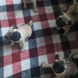 Pug Puppies from Lisa's Pugalicious Pugs