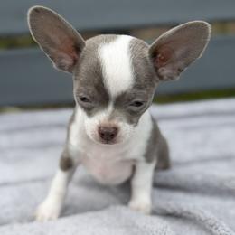 Dice - Blue and white male Chihuahua puppy in Amity, Pennsylvania from Rhoda and Verna