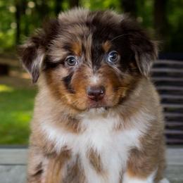 Jelly Bean - Australian Shepherd puppy in Coldwater, Michigan from Northern Star Australian Shepherds
