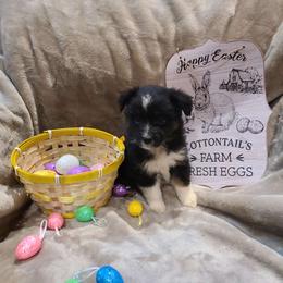 Arrow - Black tri Miniature American Shepherd puppy in Bethany, Connecticut from Tini Thyme Mini Aussies