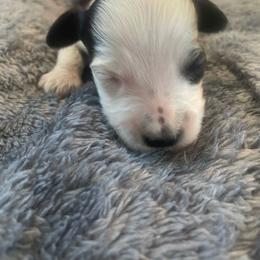 BWF Blaze - Black and white female Aussiedoodle puppy in Bee Branch, Arkansas from Scroggins Creek Doodles