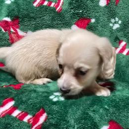 Echo's Bigger male - Cream male Dachshund puppy in Lyle, Washington from Wines Wienery