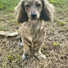 Junie - Dachshund