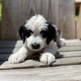 Goldendoodle Puppies from Patriot Puppies