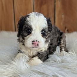 Izzy - Merle female Cockapoo puppy in Salt Lake City, Utah from Utah Cocker Spaniels