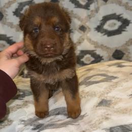 Trouble - Liver female German Shepherd puppy in New Cambria, Missouri from Des Hausraben Shepherds