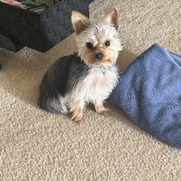 King - Yorkshire Terrier