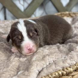 Girl 3 - Red tri-color female Australian Shepherd puppy in Volant, Pennsylvania from Addie's Aussies